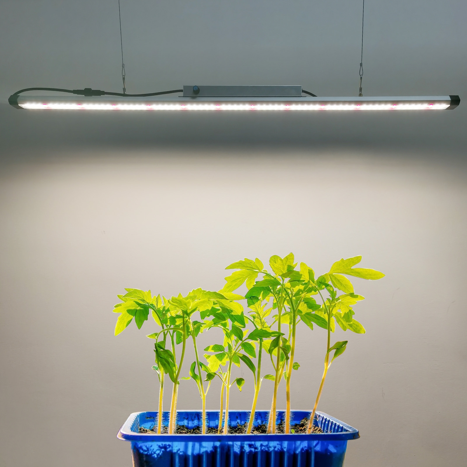 100W Full Spectrum LED Grow Li - Plant Grow Light Full Spectrum 评论和价格