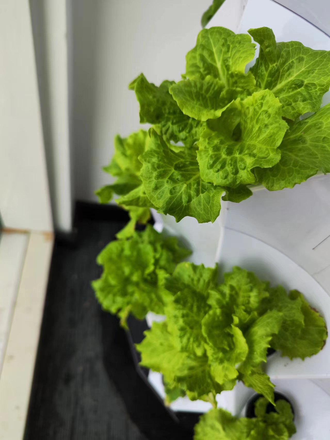 Farm Auto Irrigation Drip Kit  - Hydroponic Tower 评论和价格