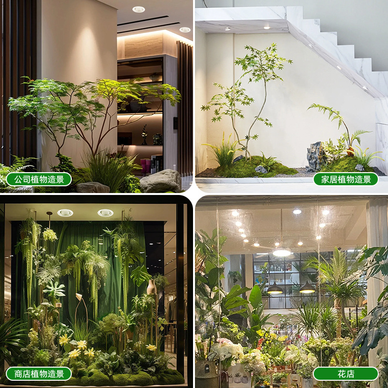 Full Spectrum Dimmable Focus L - Plant Grow Light Full Spectrum 评论和价格